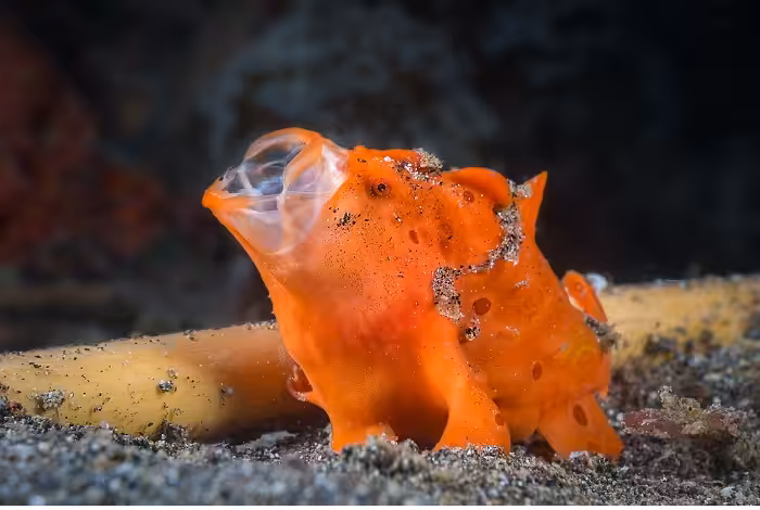 Simon Deblock 3eme Prix Série Expert