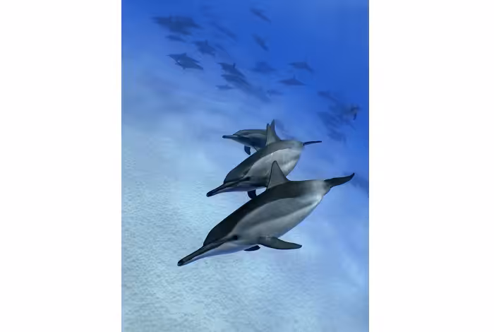 Stephan Peretti 3eme Prix Ambiance Expert