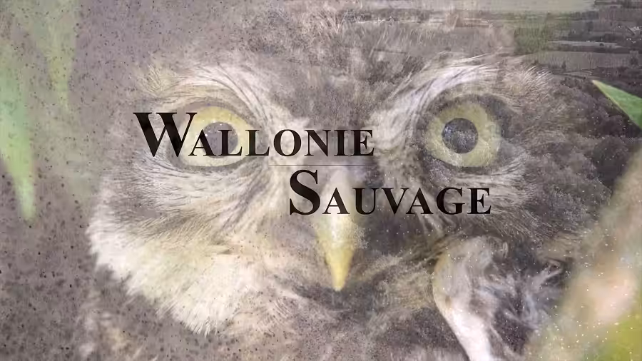 Wallonie Sauvage