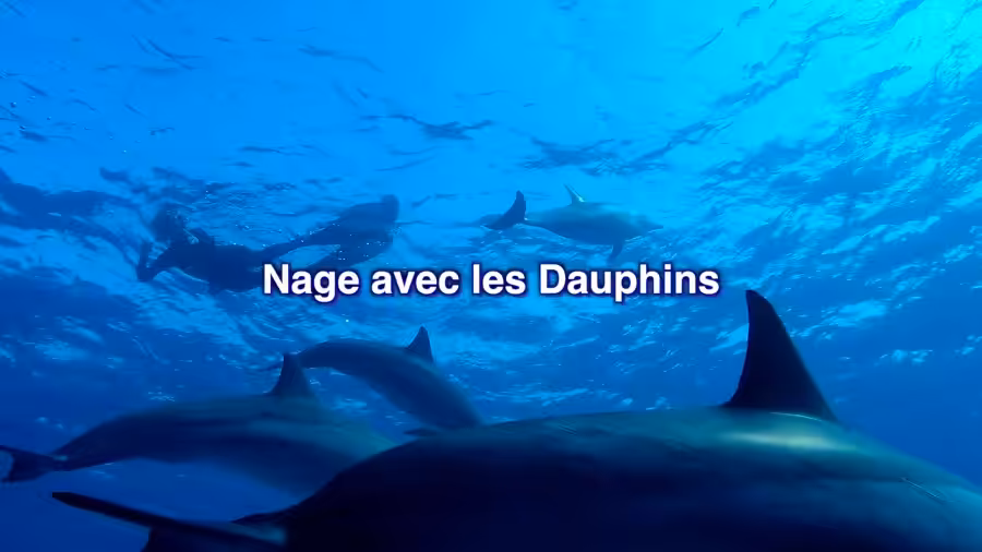 Nage Avec Les Dauphins
