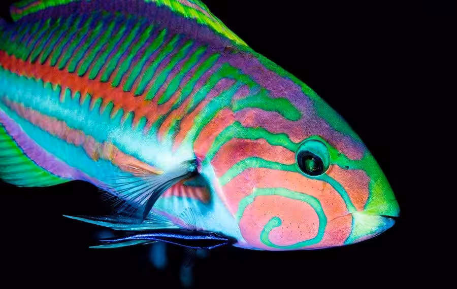 1er Prix Bio Espoir 039mayniertheola Girelle Et Son Labre 900x570