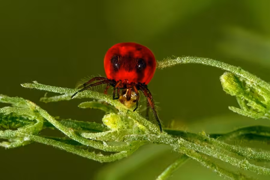 1er Prix Bio Master 012kazmierskichristophe2 Hydrachnids Predation Ou Accouplement