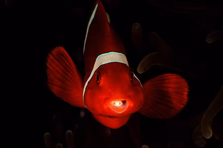 1er Prix Covid 011kazmierskichristopheconfinement A Lembeh 01avril2020