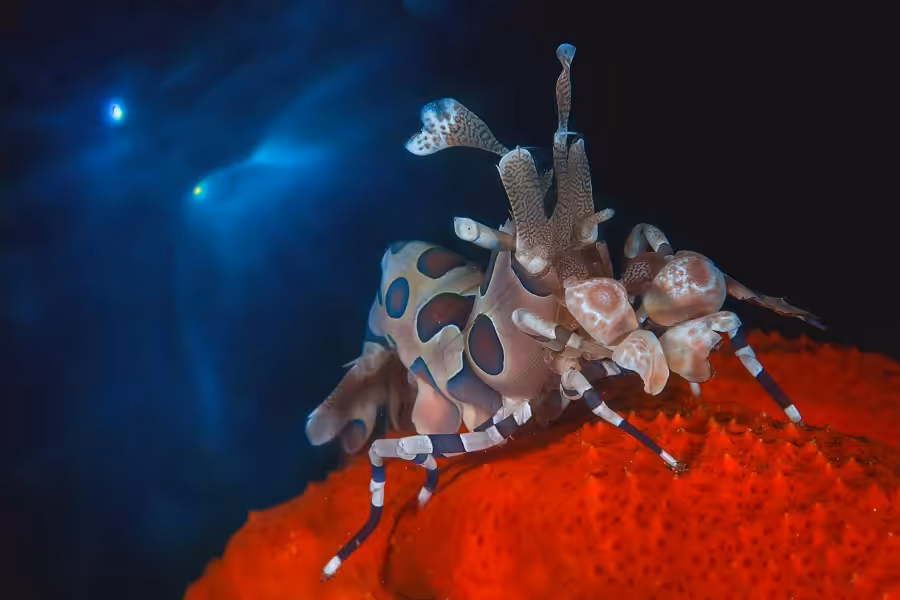 1er Prix Mater Macro 051giorgettamassimoarlequin