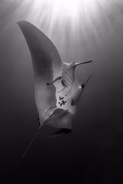 1er Prix Noir Blanc 009lespagneclaudemanta