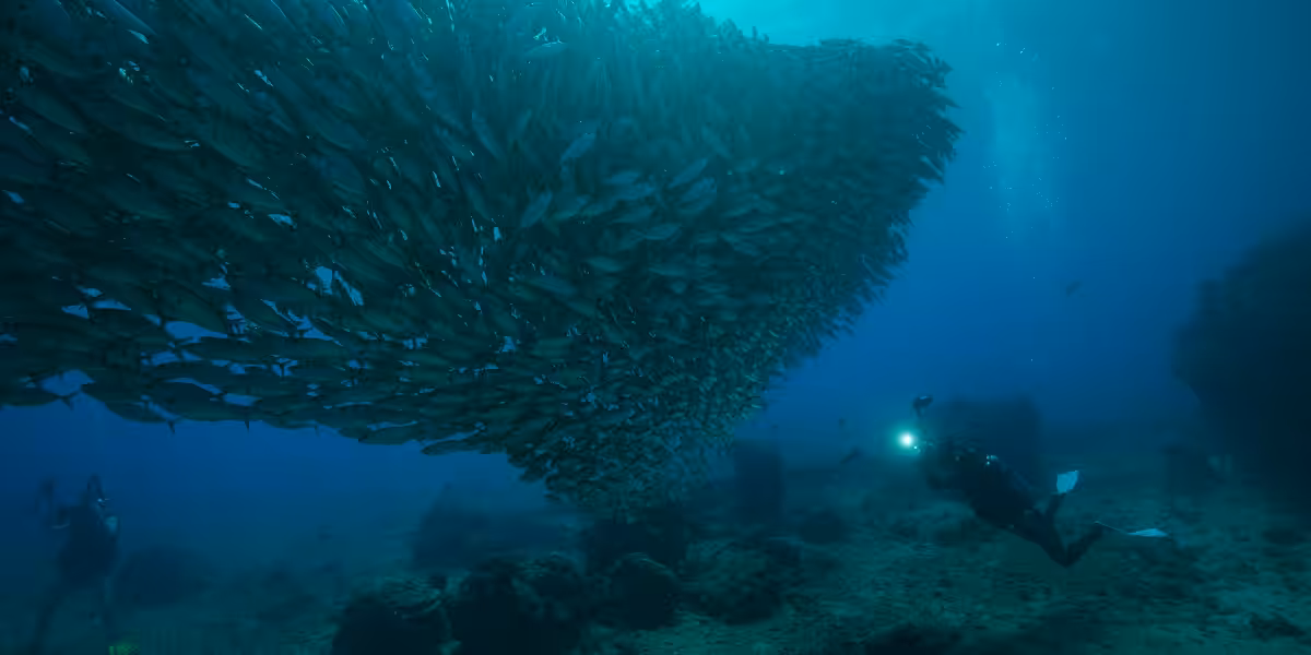 Ballet aquatique impressionnant de poissons sous-marins avec plongeur explorant la biodiversité marine.