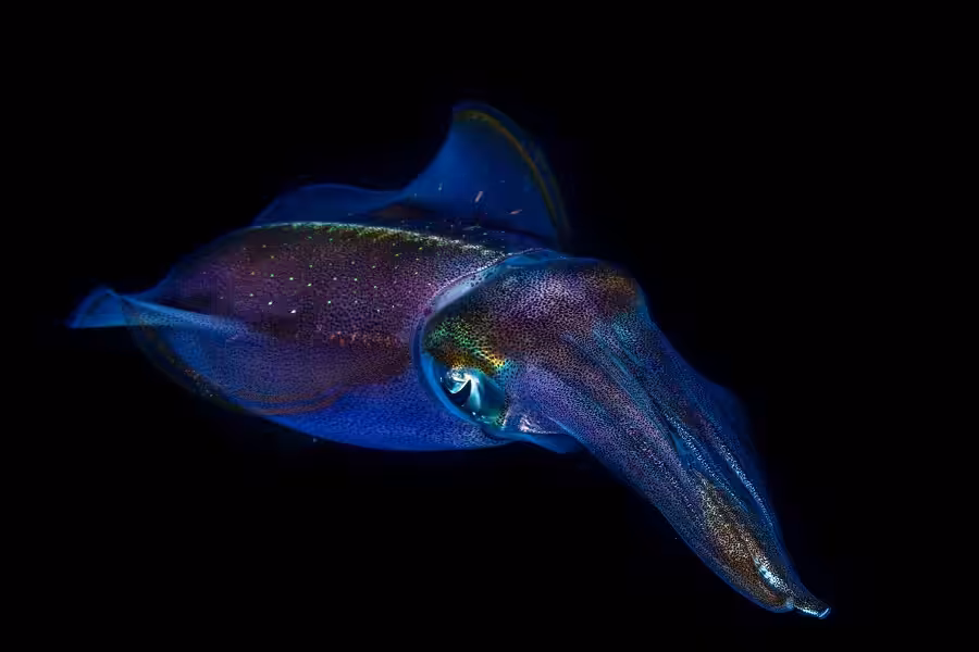 2eme En Macro Master 006desrochesgaelrencontre Nocturne