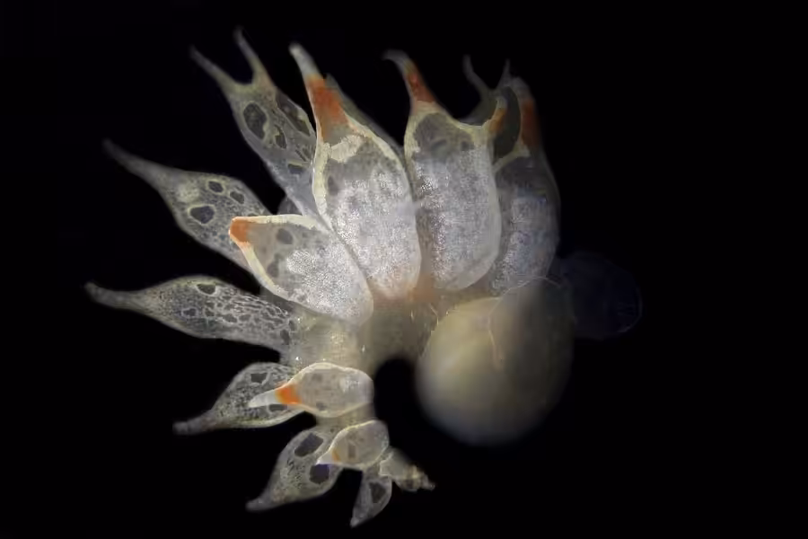 3eme En Bio Espoir 022girardpascalnage Feerique De La Tethys