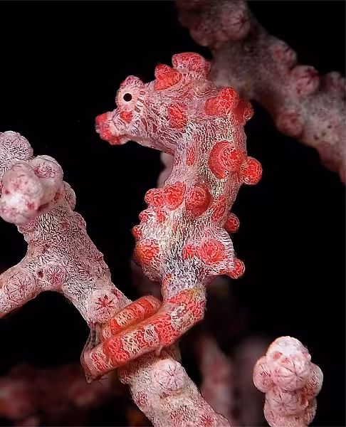 3eme En Macro Master 003desaintvictorjeanhippocampe Pygmee