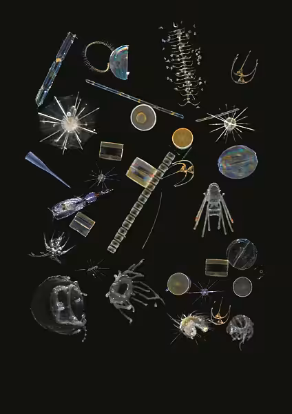 Plancton Mix Libre De Droits Pour Utilisation Non Commerciale ©christian Sardet Noe Sardet Chroniques Du Plancton Fondation Tara Ocean
