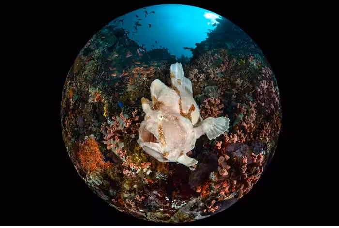 1st compact wide angle enrico somogyi giant frogfish