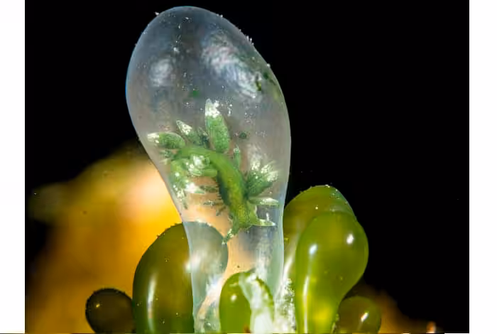 1st nudibranchs wen chou wu quarantine