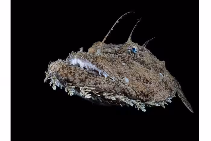 1st portrait galice hoarau anglerfish