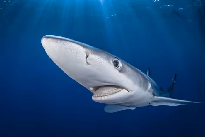 2nd wide angle gilles auroux