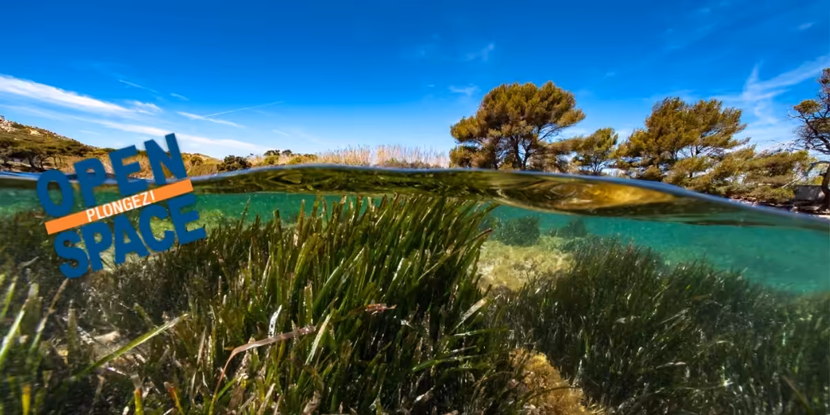 Plongée dans un écosystème marin riche, alliant faune et flore sous-marine.
