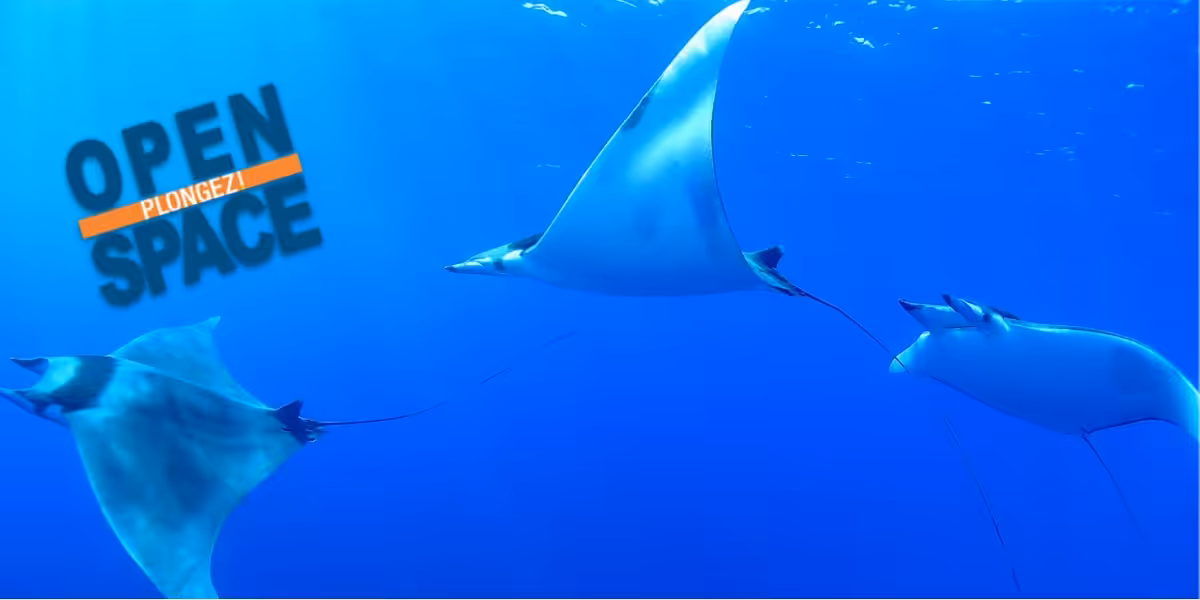 Roches coralliennes et raies manta évoluant dans un océan cristallin. Plongée sous-marine exceptionnelle.