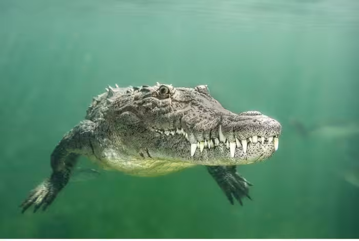 Hm1 portrait catherine holmes never smile at a crocodile