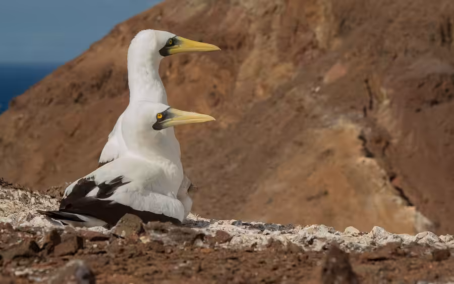 Couple de fous masquçs veille sur jeune poussin