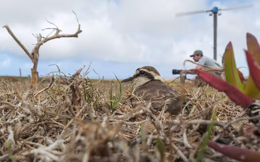 Les pluviers de st helene affectionnent les habitats ouverts comme ce champ 