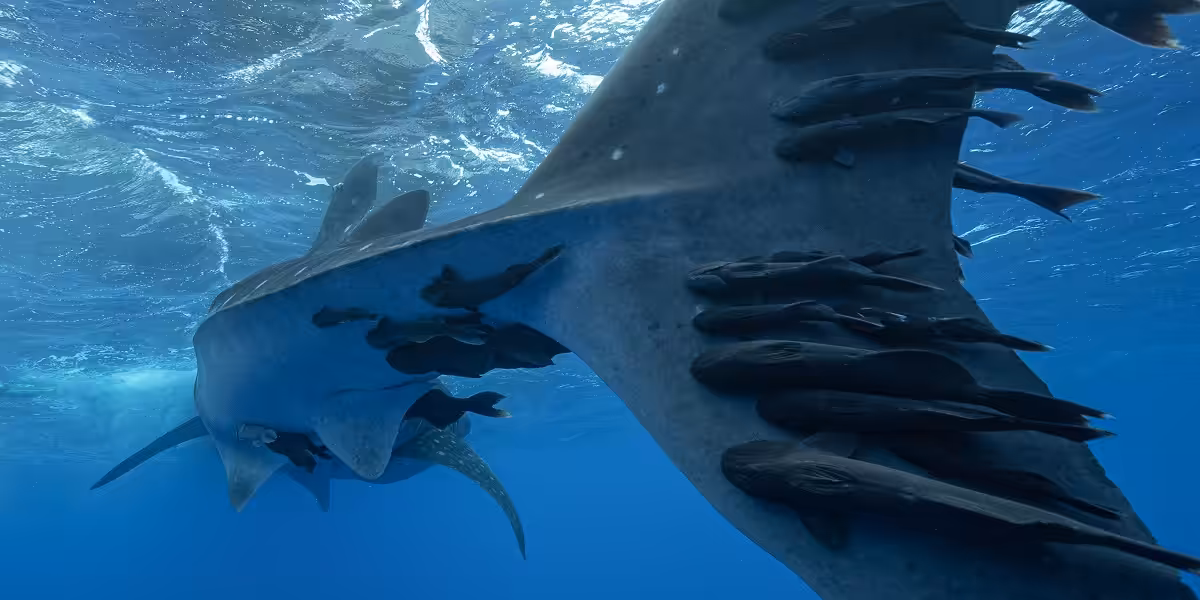 Manta ray with smaller fish swimming alongside, showcasing marine life diversity.