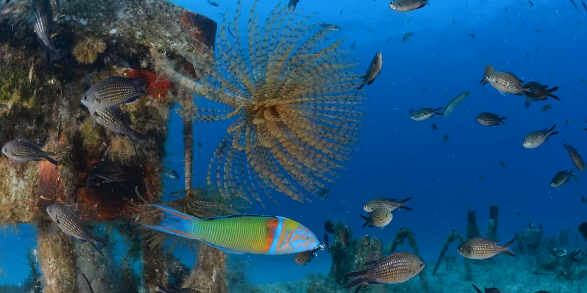 Écosystème marin vibrant avec poissons colorés et corail, explorant la beauté sous-marine.