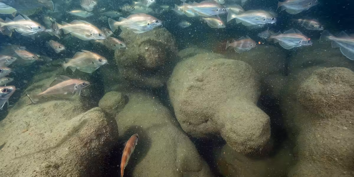 Écosystème marin vibrant avec des poissons évoluant parmi des formations rocheuses sous-marines.