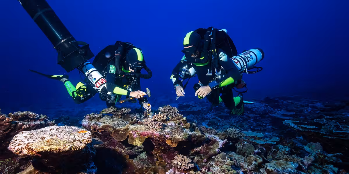 Plongée sous-marine avec des chercheurs examinant des coraux colorés dans l'océan.