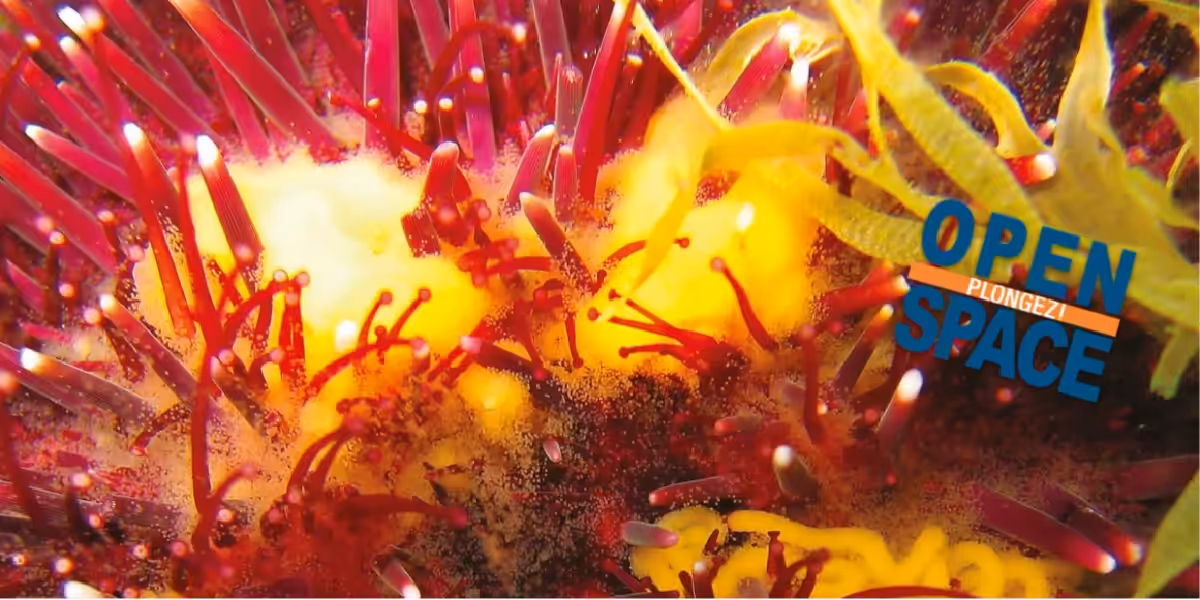 Écosystème sous-marin vibrant avec coraux colorés et plantes aquatiques fascinantes.