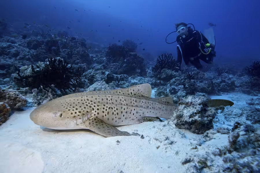 Requin leopard sylvie stegostoma fasciatum d5408