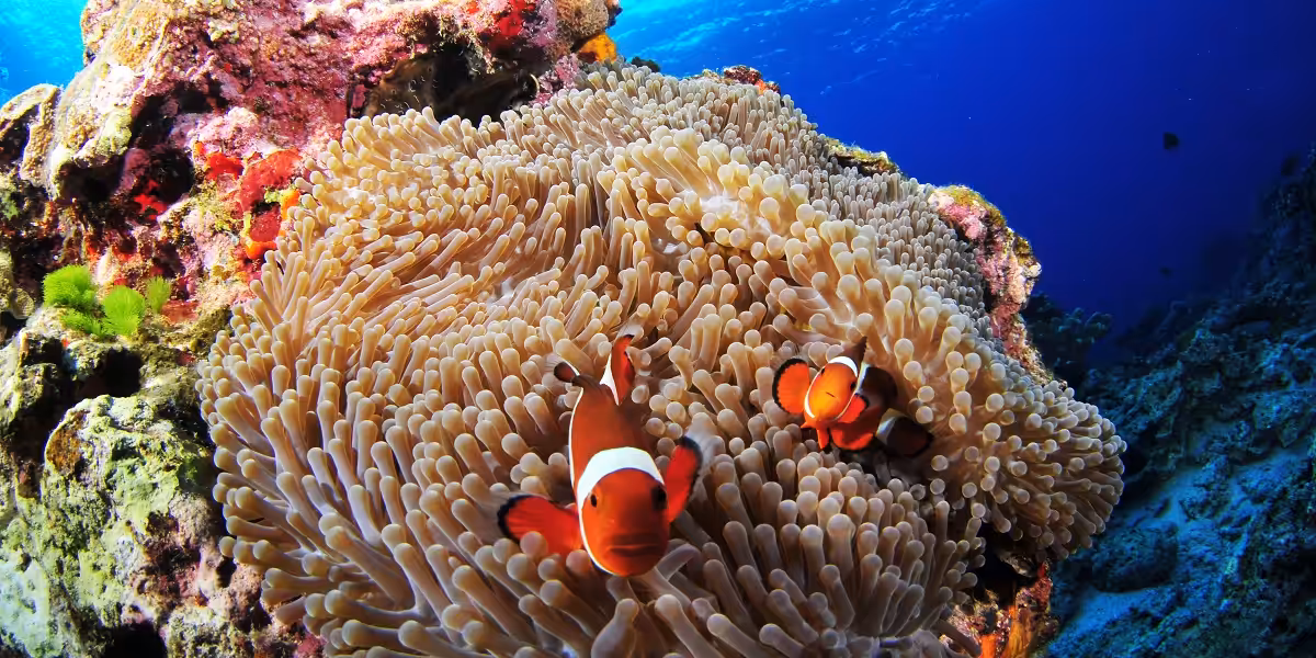 Poissons clown évoluant parmi des anémones colorées dans un récif corallien vibrant.