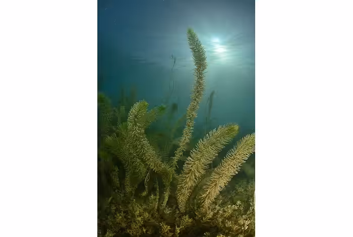 03 a1x dsc 1259 prix ambiance