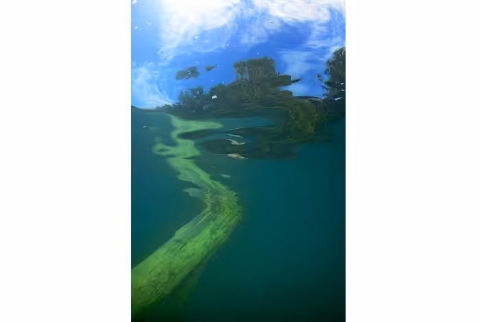 13 a1x d80 3985 prix créativité