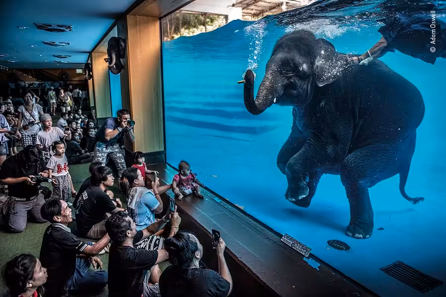 © adam oswell wildlife photographer of the year