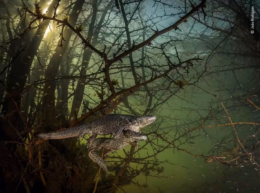 © joao rodrigues wildlife photographer of the year