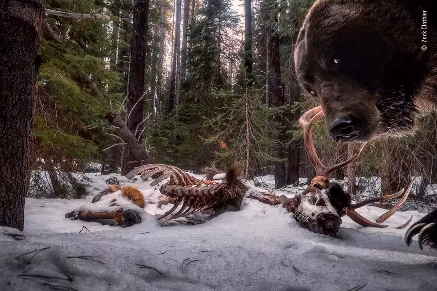 © zack clothier wildlife photographer of the year