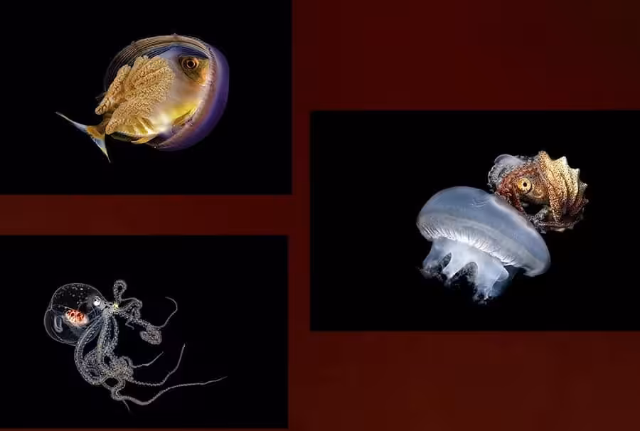 1er Prix Série Expert. © André Moyo