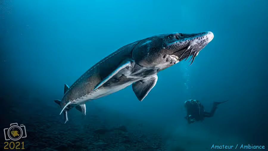 2ème Prix Ambiance Amateur. © André Reumaux