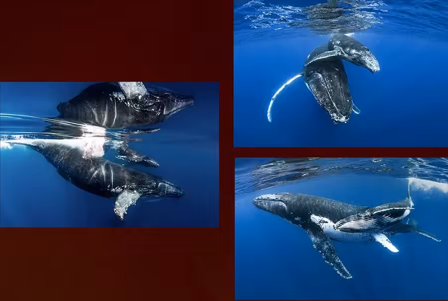 2ème Prix Série Expert. © Cédric Péneau