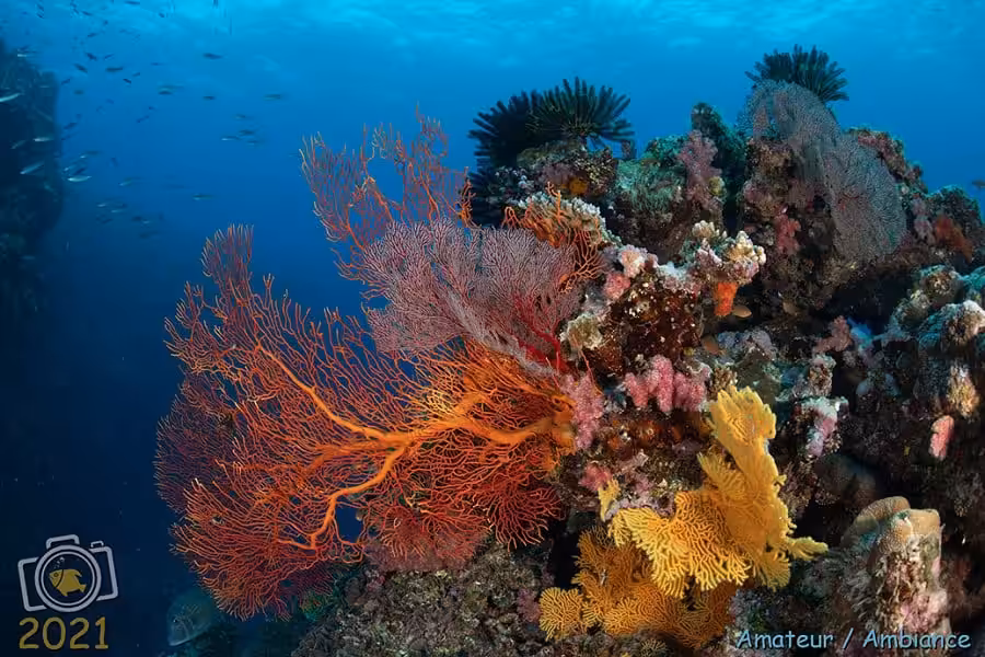 3ème Prix Ambiance Amateur. © Pauline Bosserelle