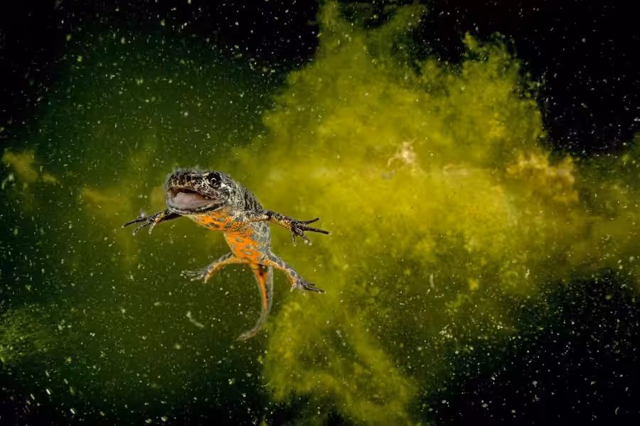 K3 03 Nicholas Samaras Makedonischer Kammmolch