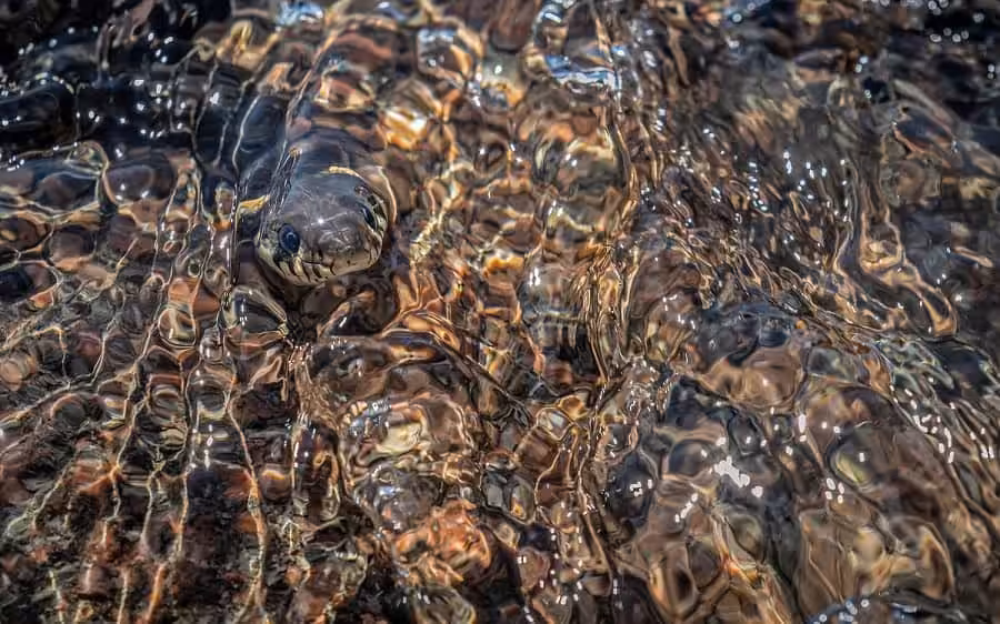 K3 04 Hannu Laakso Ringelnatter