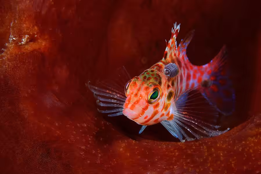 1er Prix Macro Espoir. © Philippe Vernet