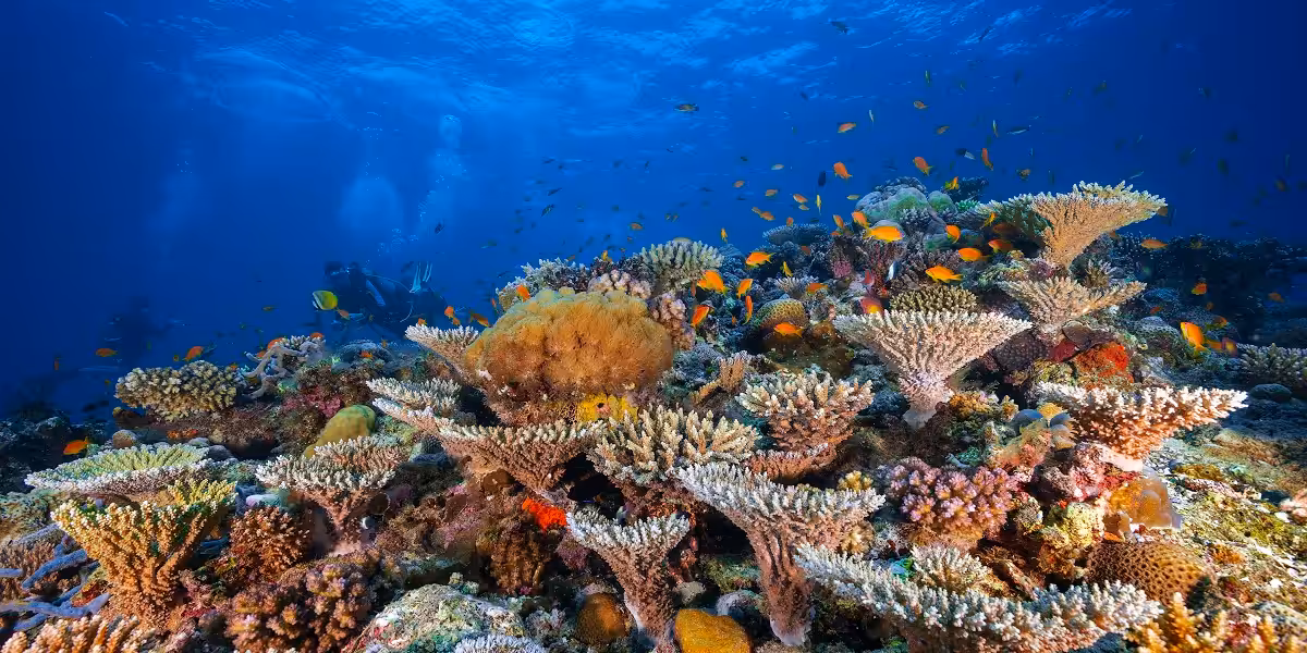 Récif corallien vibrant, habitat marin riche en biodiversité et poissons colorés.