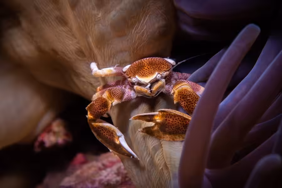 2ème Prix Macro Master. © Romain Nerriere