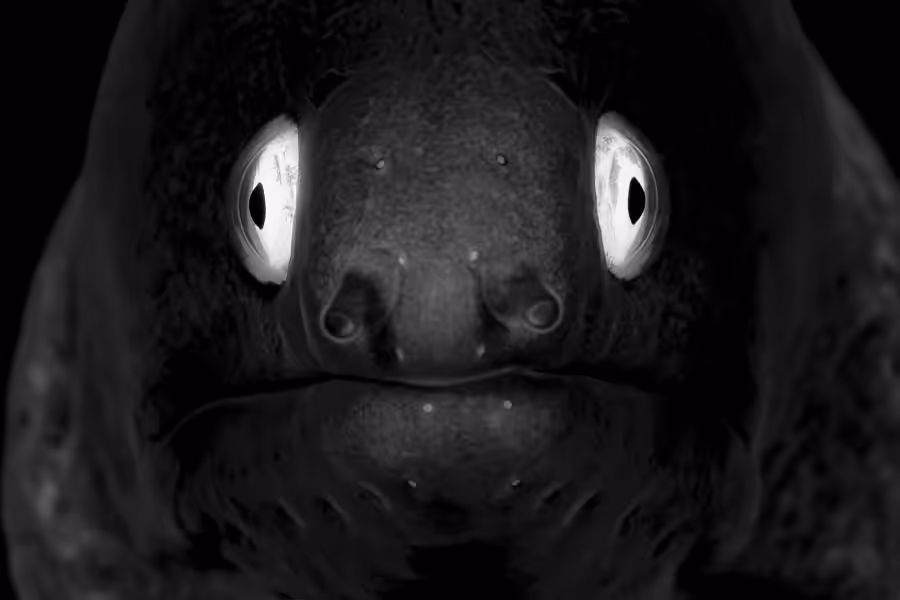 2ème Prix Noir Et Blanc. © Patrick Désormais