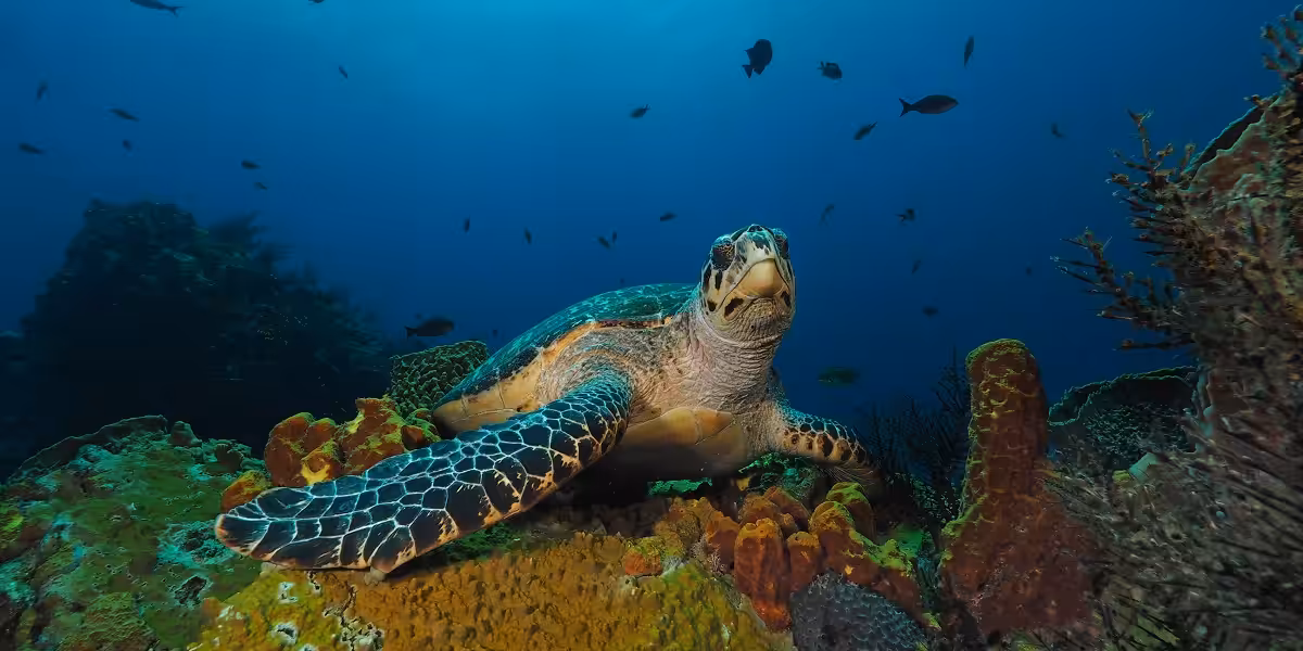 Tortue marine nageant parmi les coraux colorés et les poissons tropicaux dans l'océan.