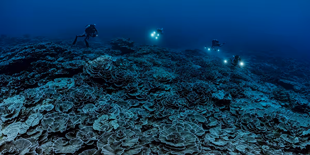Plongée sous-marine explorant des coraux majestueux dans un océan bleu profond.