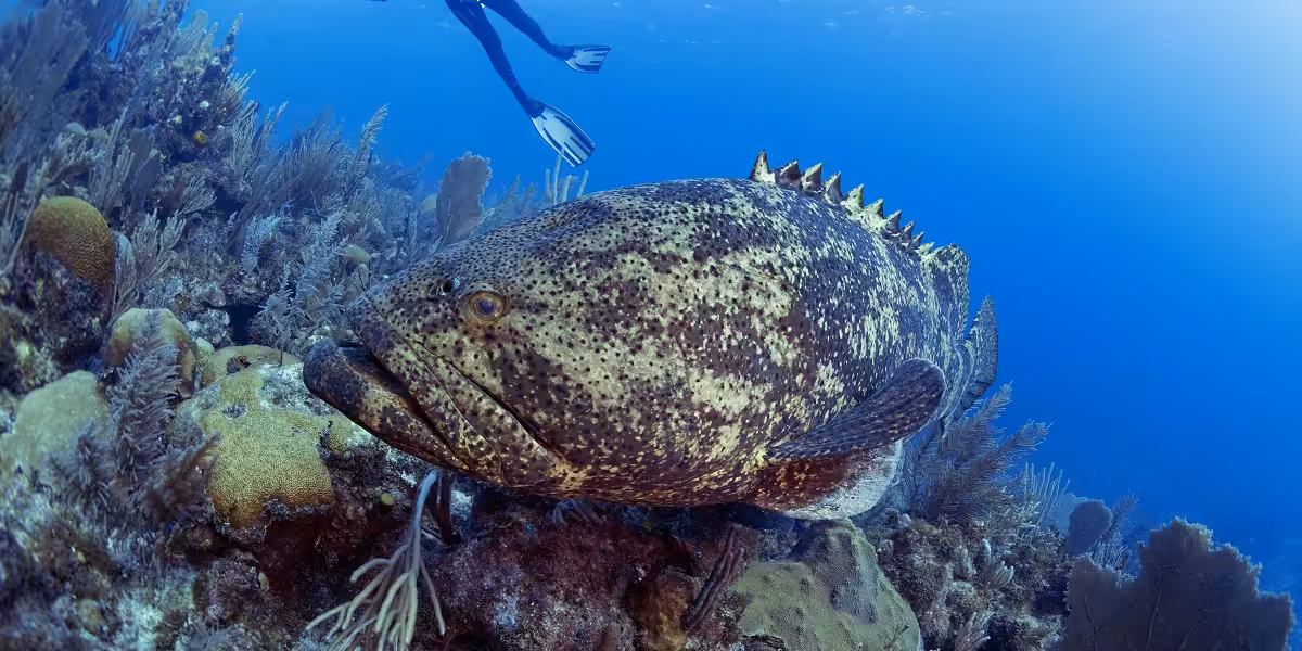 Poisson géant dans un écosystème marin riche en coraux et vie aquatique.