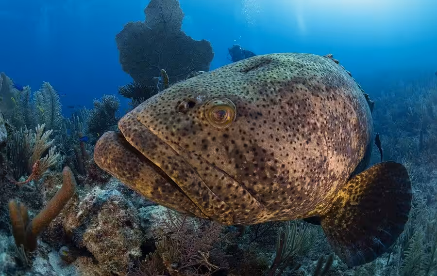 Nicolas Barraque Cuba Jardin De La Reine Decembre 2021 Merou Goliat Epinephelus Itajara Nic 0939 900x570