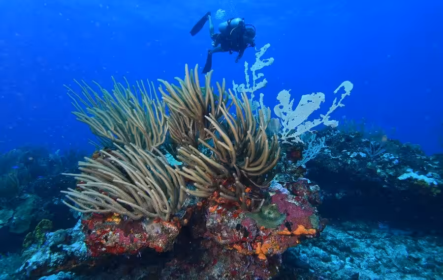 Nicolas Barraque 7guadeloupe Janvier 2021 Saint Francois Ambiance 1 900x570